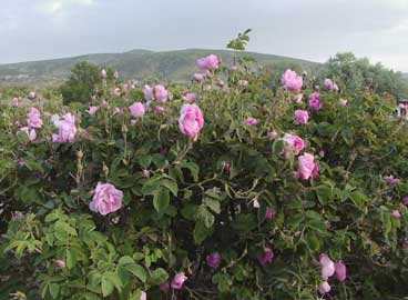 rosa-damascena-arbusto.jpg